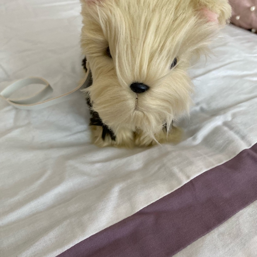 American Girl Yorkie Plush Toy
